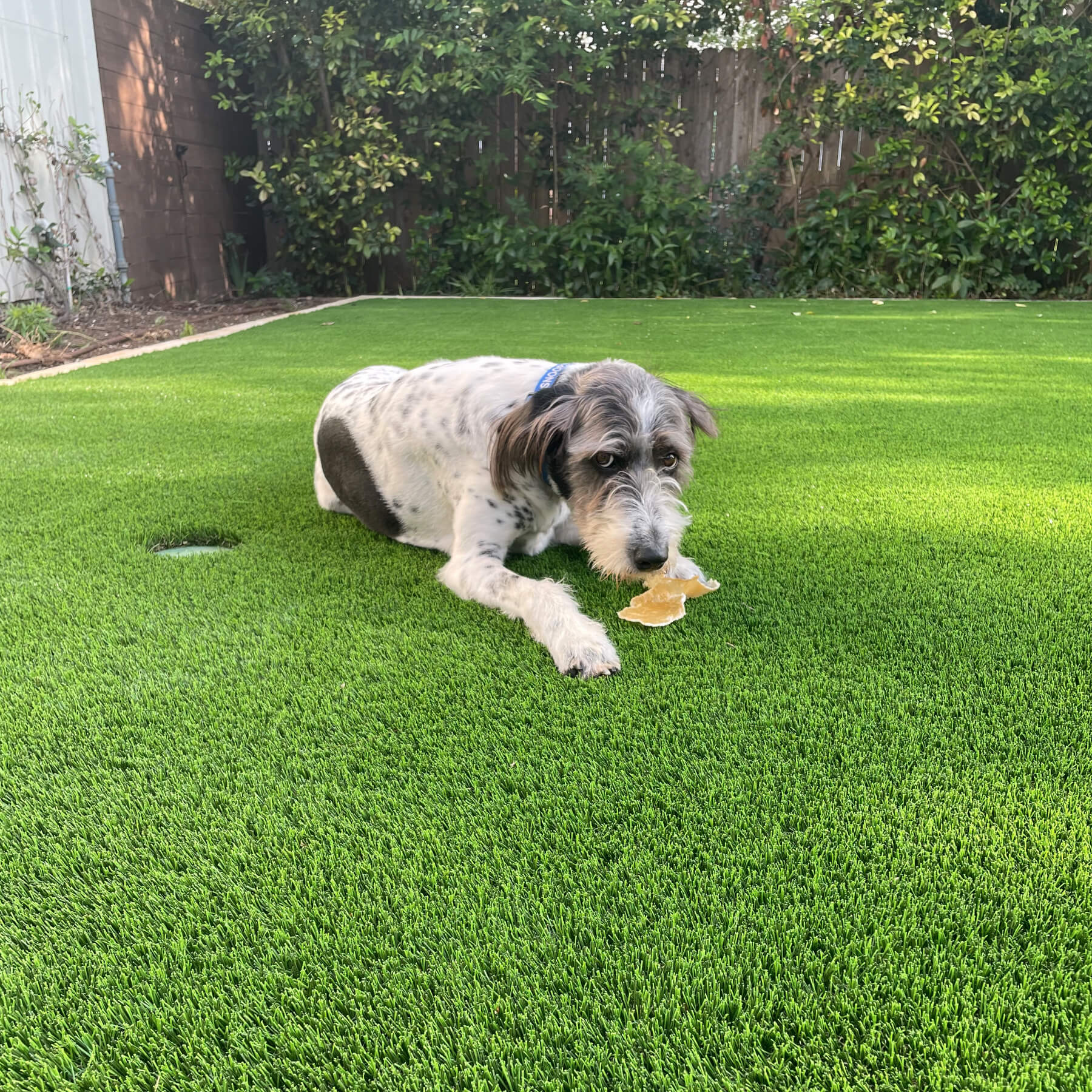 Pet freindly turf