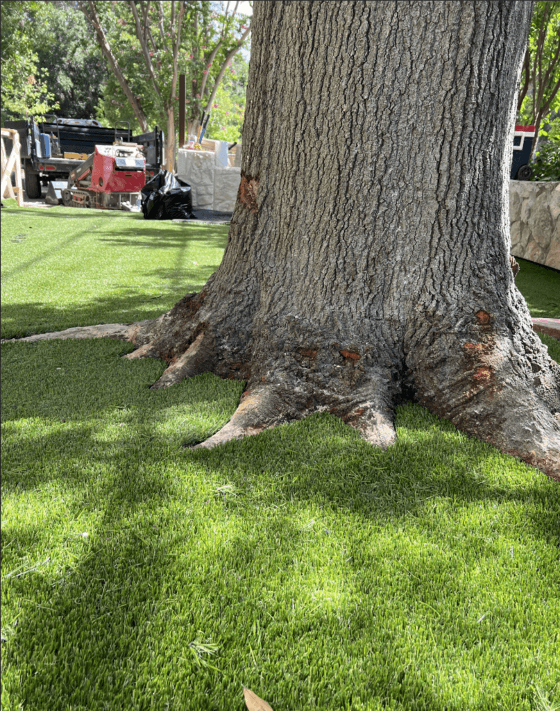 Protect Old Growth Trees